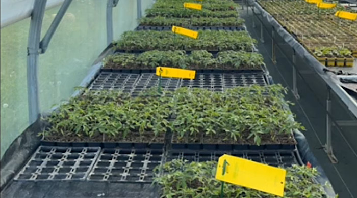 Vidéo Espacement des tomates